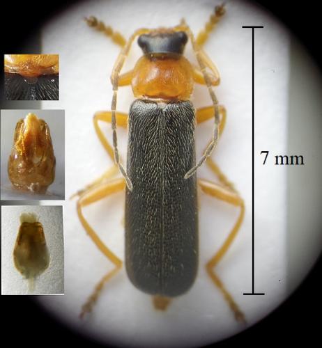 Réf. 284 896 : Cantharis nigra